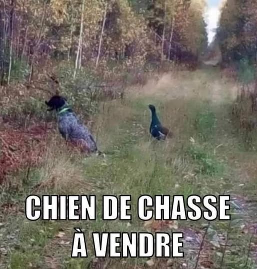 chien.jpg