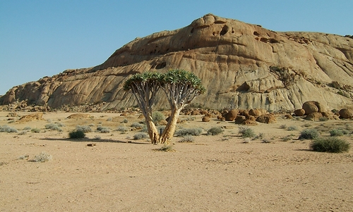 l'arbre carquois endémique de la namibie