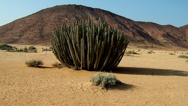 encore un arbre(?) endémique de la namibie