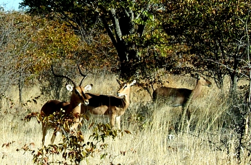 des antilopes pas trop farouches envers les humains