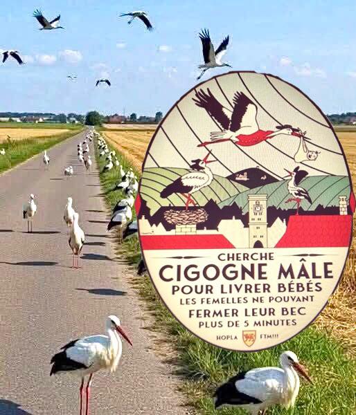 cigogne.jpg