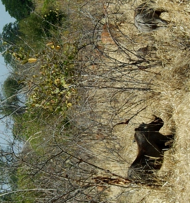 des phacochères