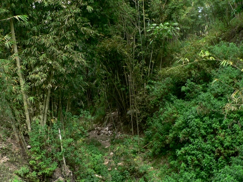 la marche à travers la jungle