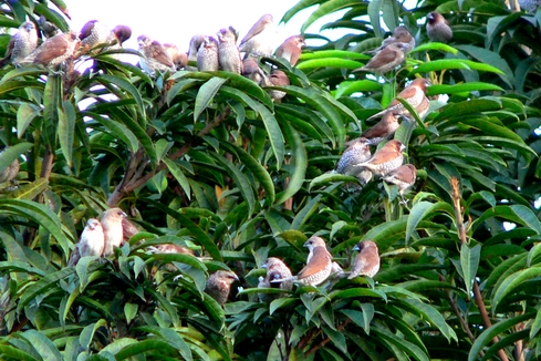 ils sont parfois des centaines dans les arbres